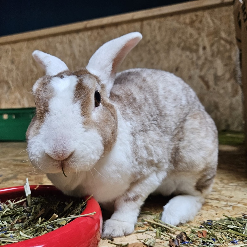 Zelda 09.07.2026 – Bild 3