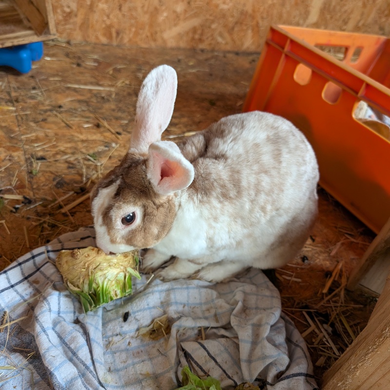 Zelda 09.07.2026 – Bild 2