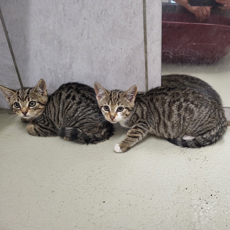 Manni, Merida, Milo, Medusa, Mateo und Marianne – Bild 8