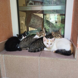 Manni, Merida, Milo, Medusa, Mateo und Marianne