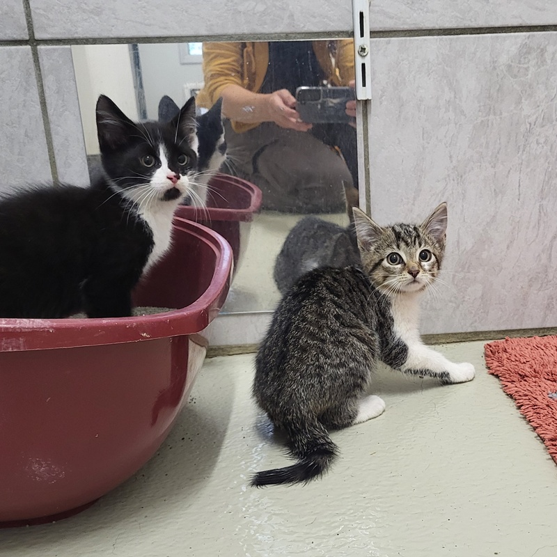Manni, Merida, Milo, Medusa, Mateo und Marianne – Bild 3