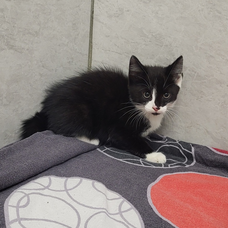Manni, Merida, Milo, Medusa, Mateo und Marianne – Bild 4