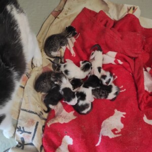 Hunter, Henry, Helga, Hermine, Hazel, Hansi und Hailey