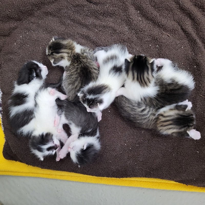 Hunter, Henry, Helga, Hermine, Hazel, Hansi und Hailey – Bild 9