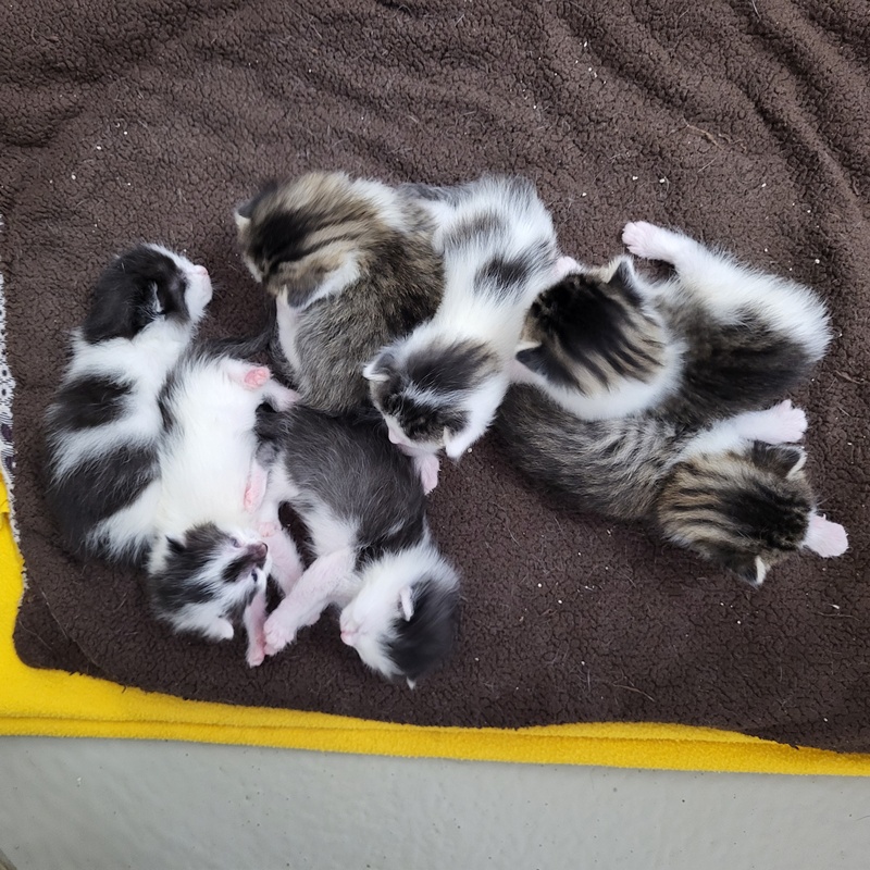 Hunter, Henry, Helga, Hermine, Hazel, Hansi und Hailey – Bild 10