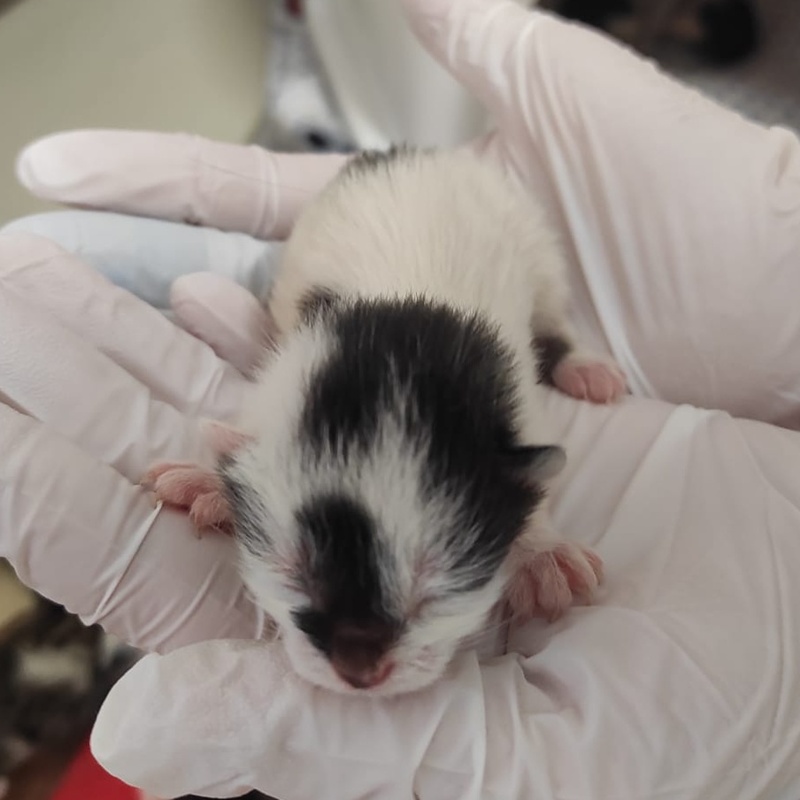 Hunter, Henry, Helga, Hermine, Hazel, Hansi und Hailey – Bild 6