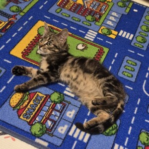 Felix ( auf einer Pflegestelle)