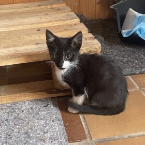 Spagetti, Yuki, Pepper, Mika und Milka ( befinden sich auf einer Pflegestelle)