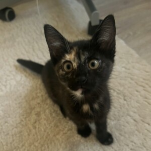 Kira( befindet sich auf einer Pflegestelle)