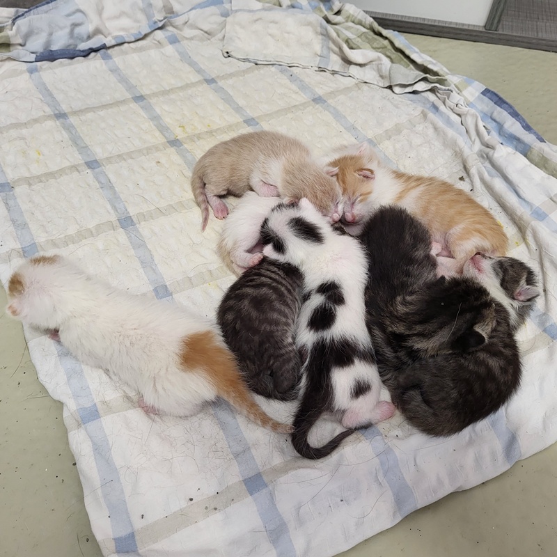 Ben; Boris, Benni, Bruno, Biene, Bella, Bommel und Bueno – Bild 11