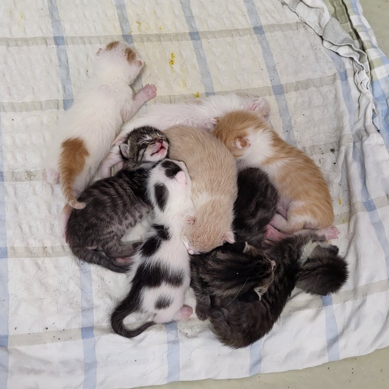Ben; Boris, Benni, Bruno, Biene, Bella, Bommel und Bueno