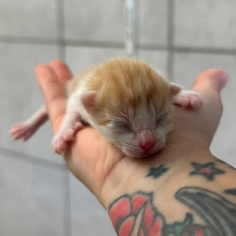 Ben; Boris, Benni, Bruno, Biene, Bella, Bommel und Bueno – Bild 7