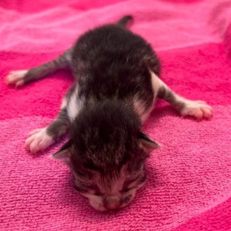 Ben; Boris, Benni, Bruno, Biene, Bella, Bommel und Bueno – Bild 5