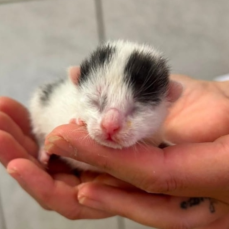 Ben; Boris, Benni, Bruno, Biene, Bella, Bommel und Bueno – Bild 4
