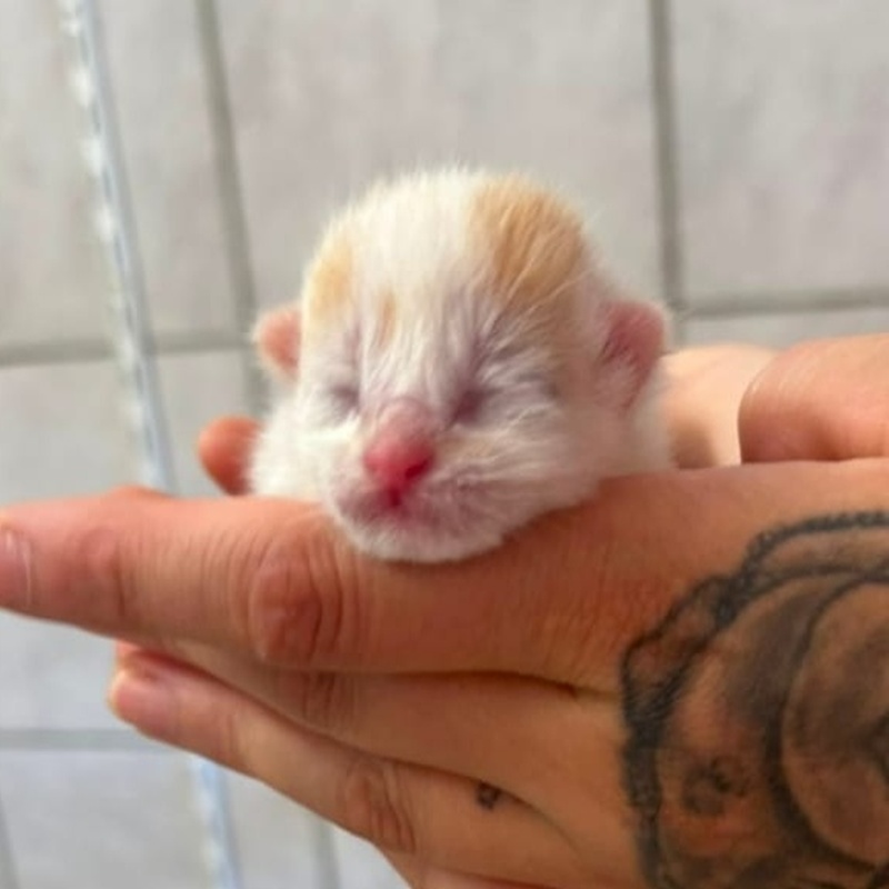 Ben; Boris, Benni, Bruno, Biene, Bella, Bommel und Bueno – Bild 3