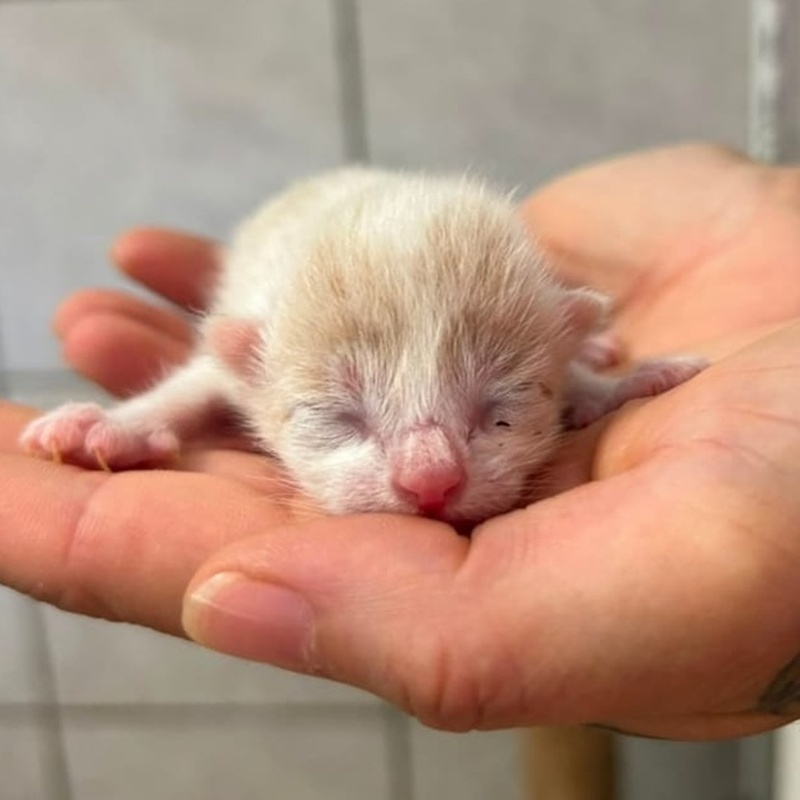 Ben; Boris, Benni, Bruno, Biene, Bella, Bommel und Bueno – Bild 2