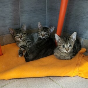 Stella, Schnupsi und Sammy