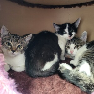 Walhalla, Waikiki, Walli und Wakanda