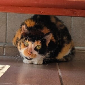 Jule