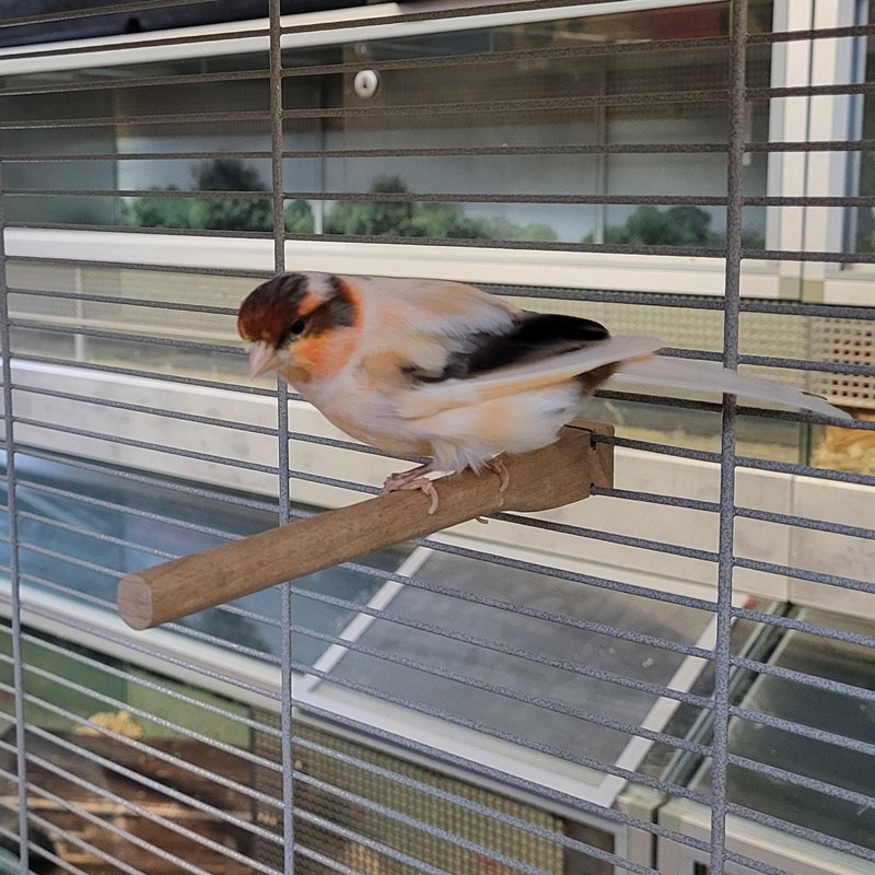 Kanarienvogel-Gruppe – Bild 11