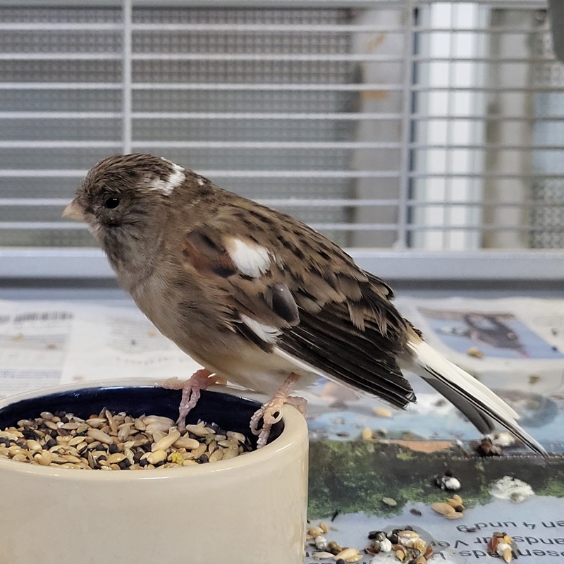 Kanarienvogel-Gruppe – Bild 3