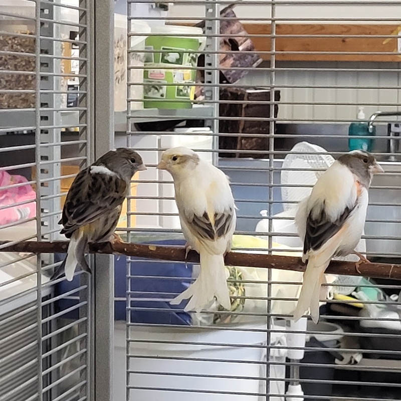 Kanarienvogel-Gruppe – Bild 10