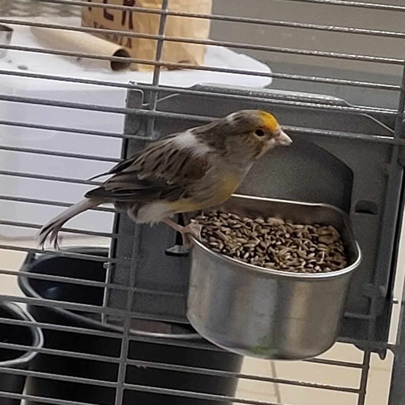 Kanarienvogel-Gruppe – Bild 9