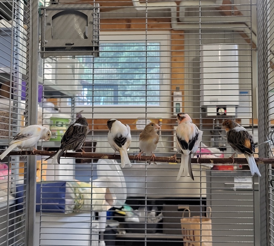 Kanarienvogel-Gruppe – Bild 8