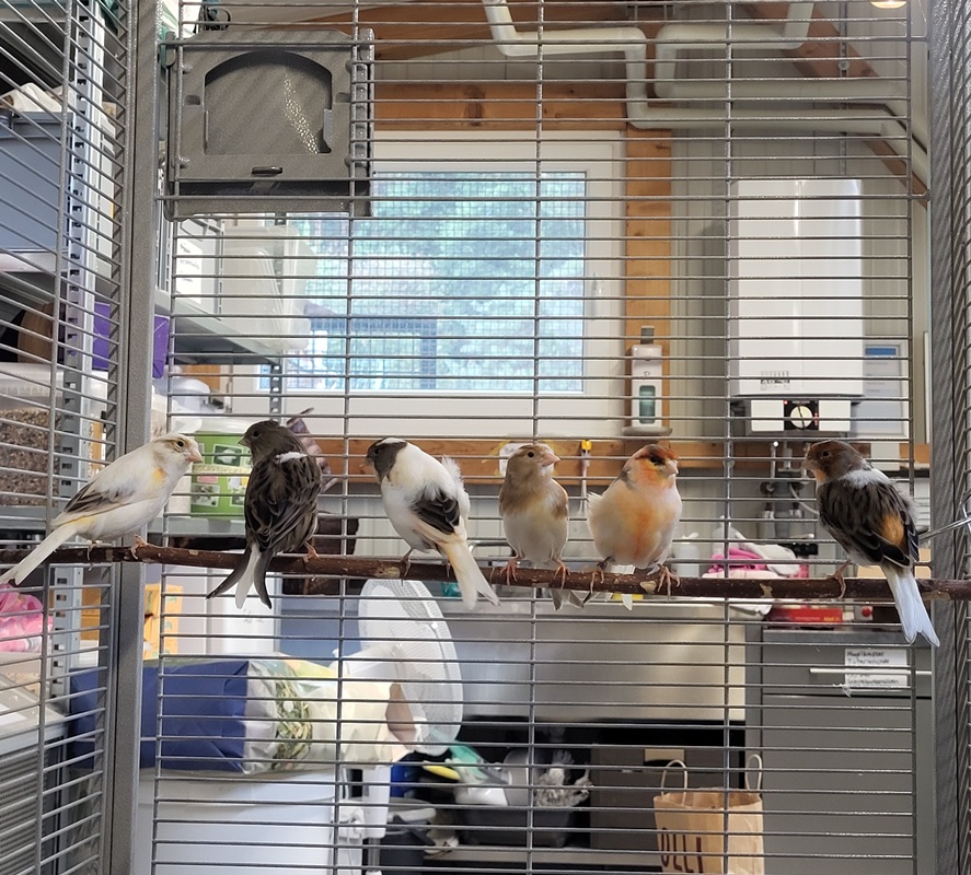 Kanarienvogel-Gruppe – Bild 7