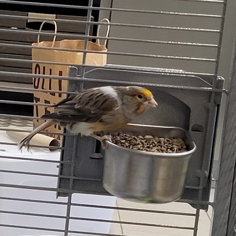Kanarienvogel-Gruppe – Bild 6