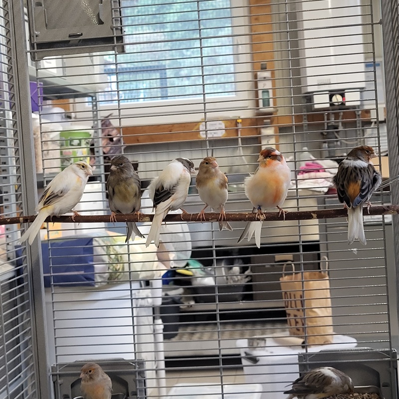 Kanarienvogel-Gruppe – Bild 5