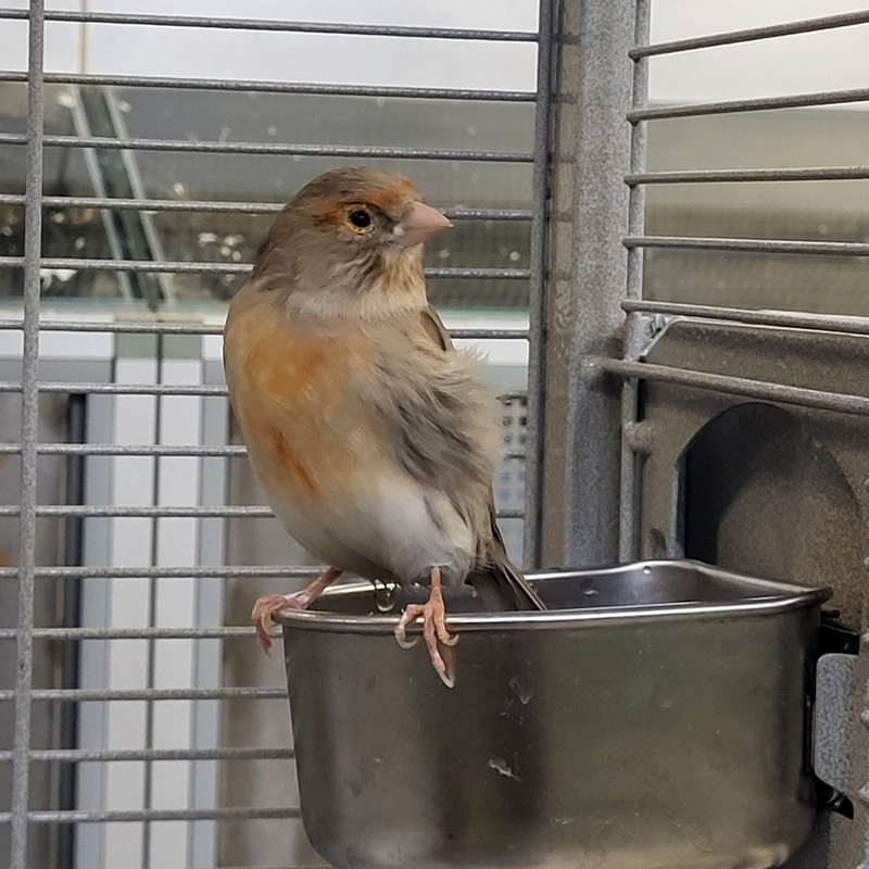 Kanarienvogel-Gruppe – Bild 4