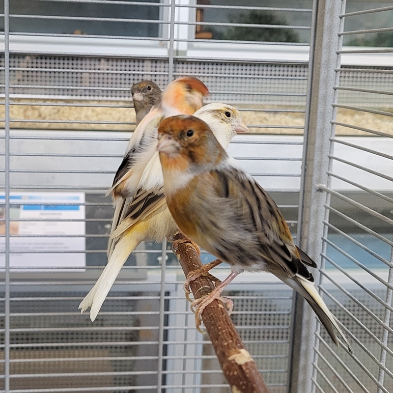 Kanarienvogel-Gruppe – Bild 2
