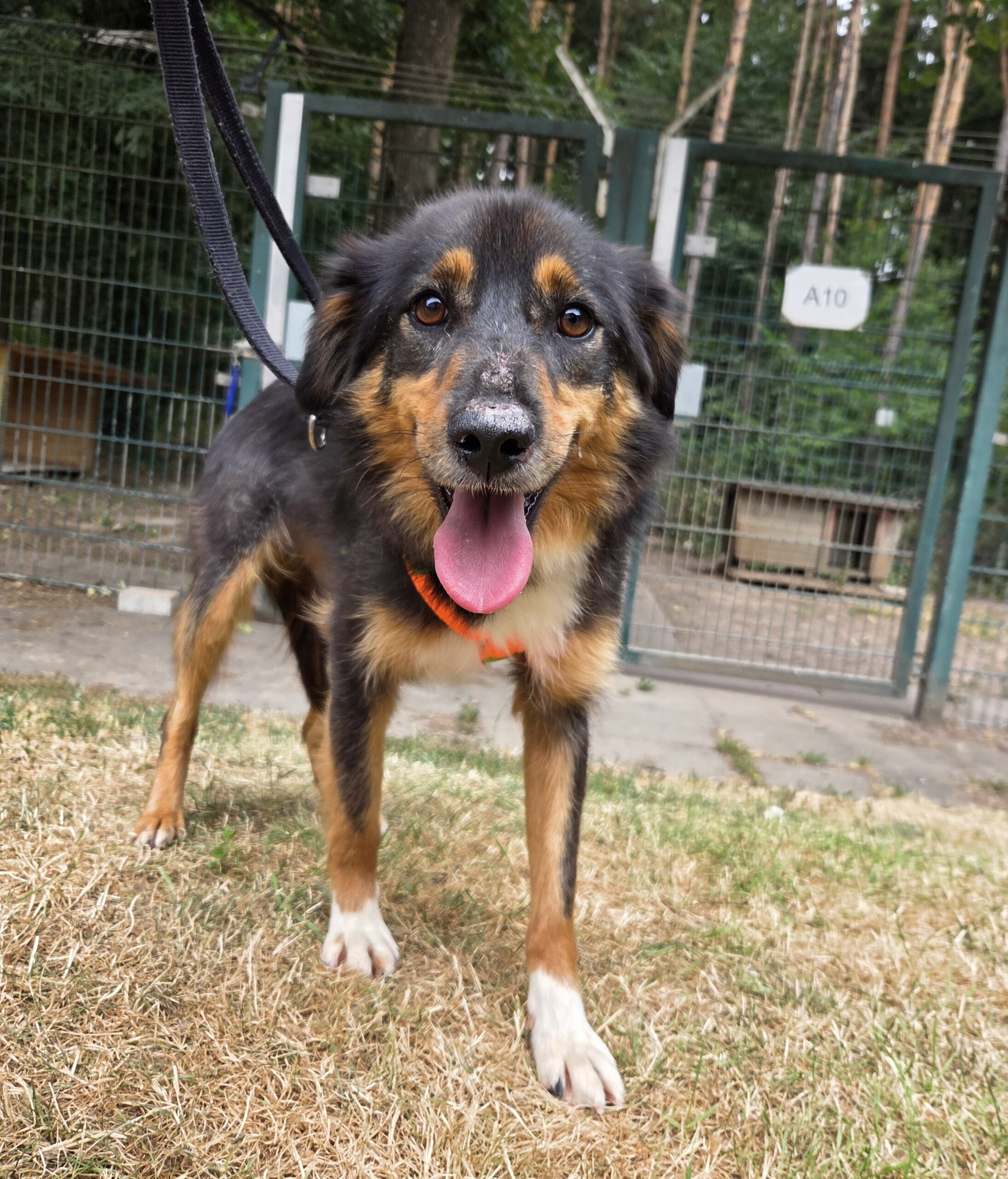 Koda