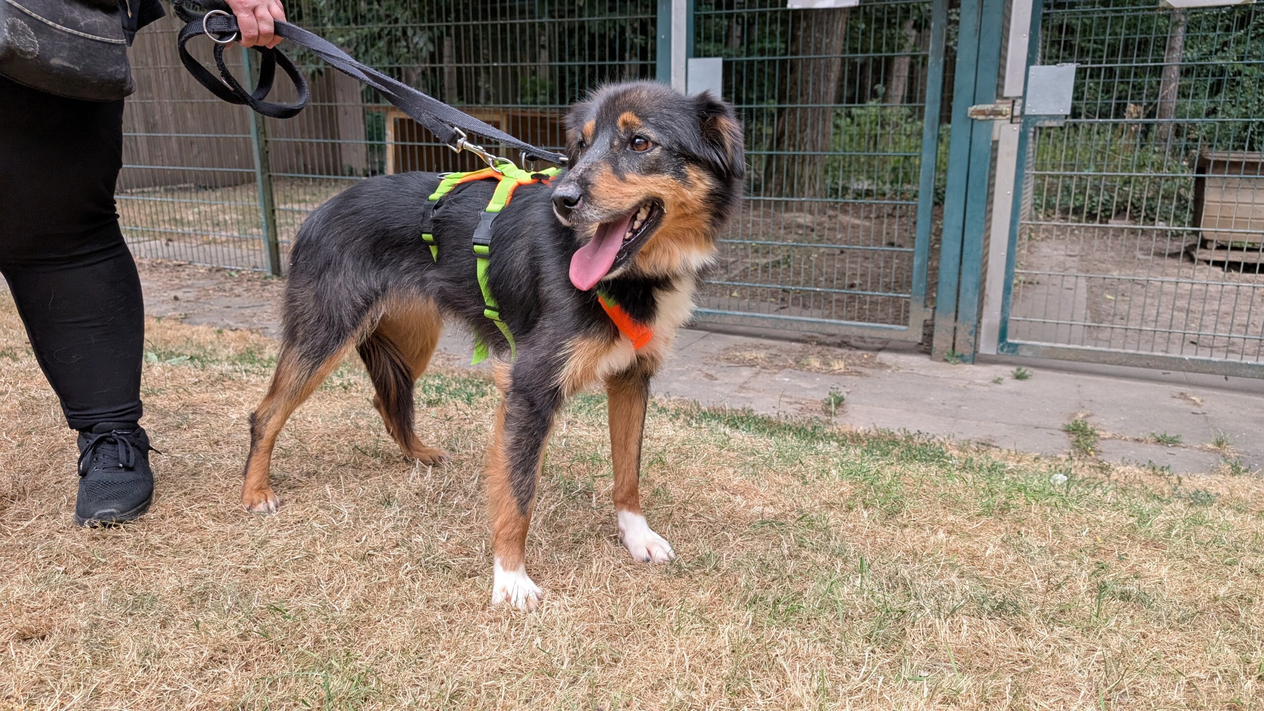 Koda – Bild 3