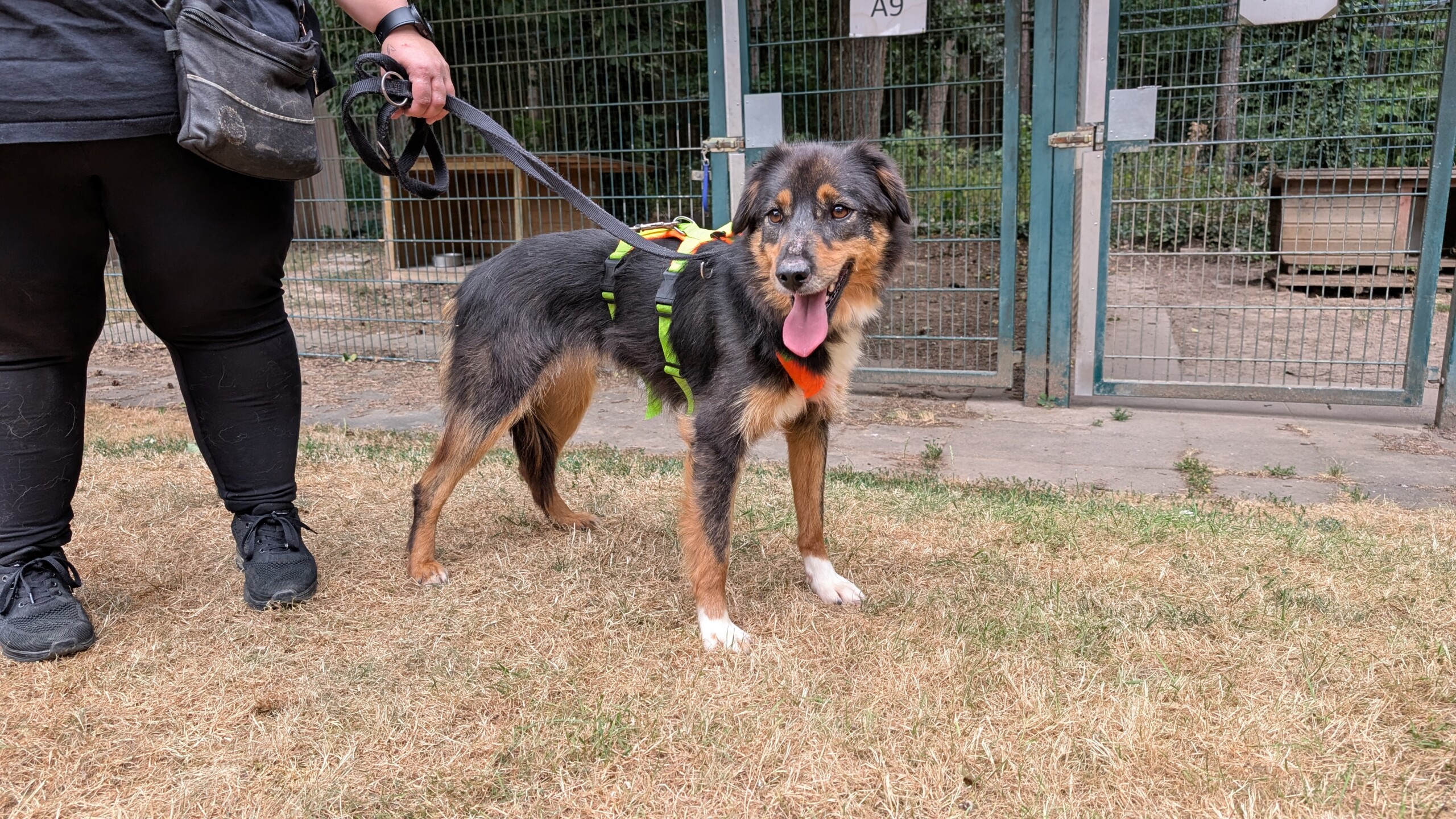 Koda – Bild 2