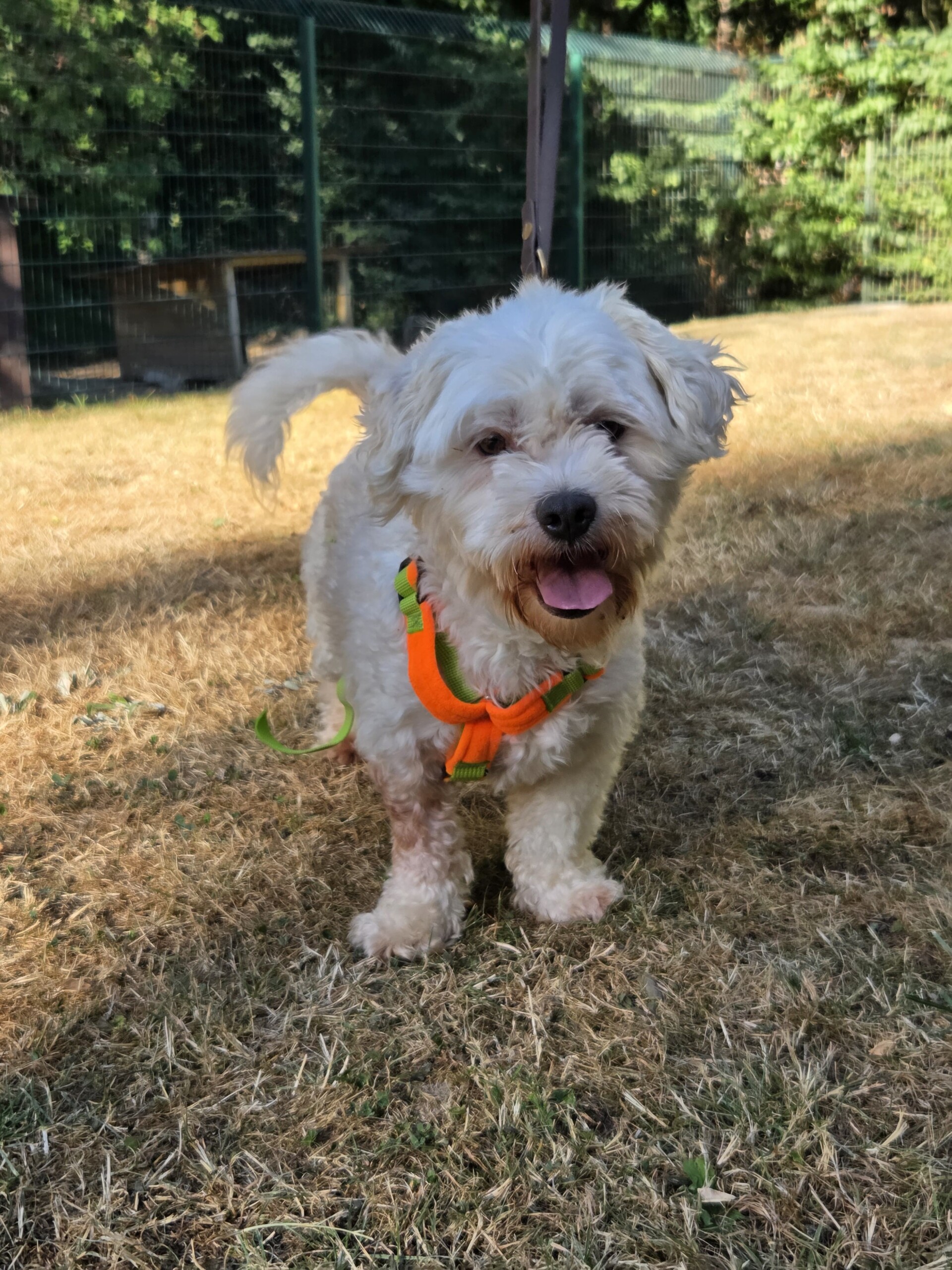 Romeo – Bild 3