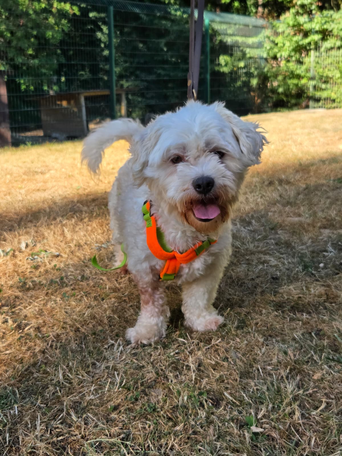 Romeo – Bild 2