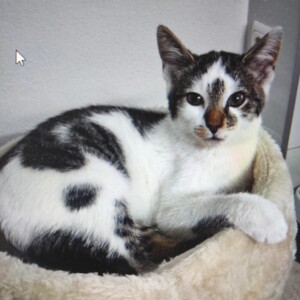 Frieda ( befindet sich auf einer Pflegestelle)