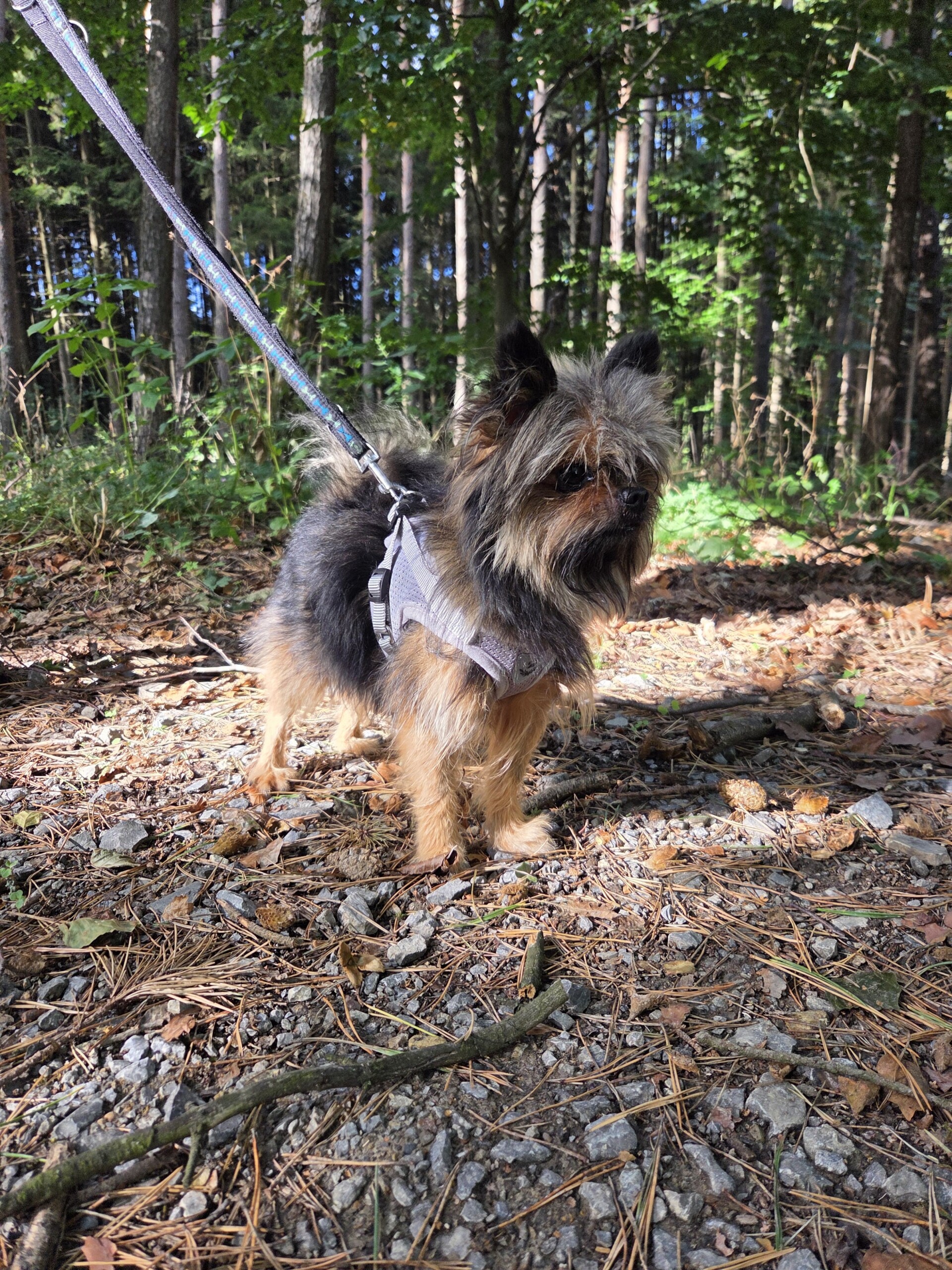 Struppi – Bild 2