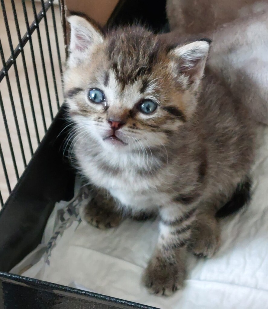 Pflegestelle_Kitten_20.09.2026_3