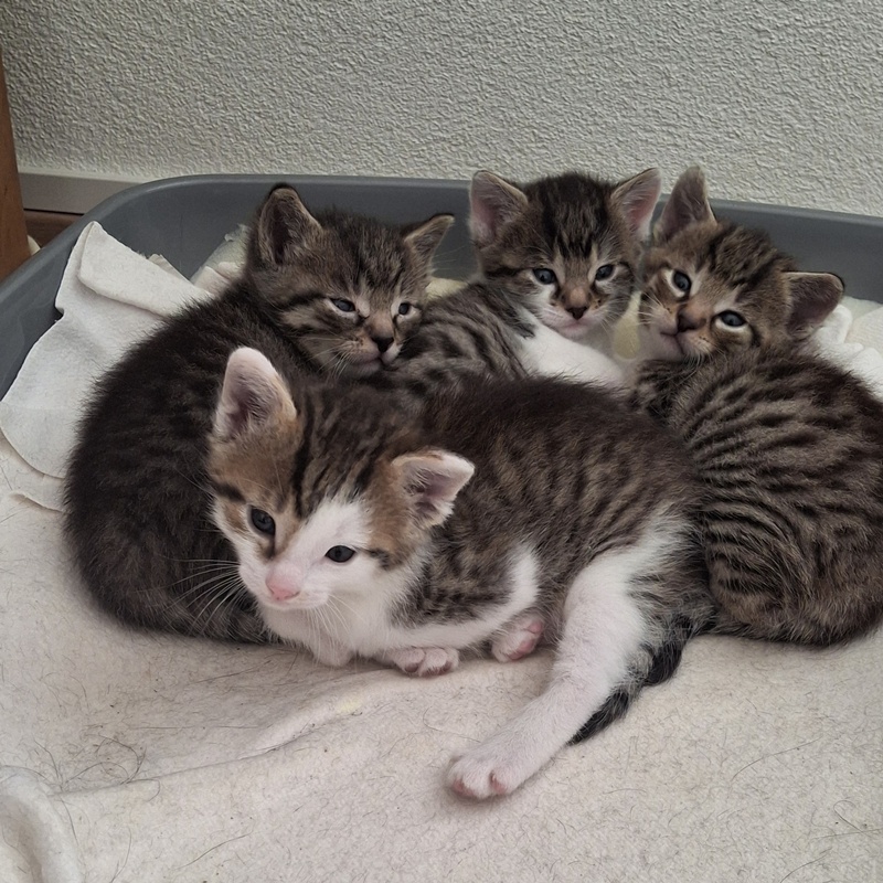 Hero, Hera, Minos und Maia ( befinden sich auf einer Pflegestelle)