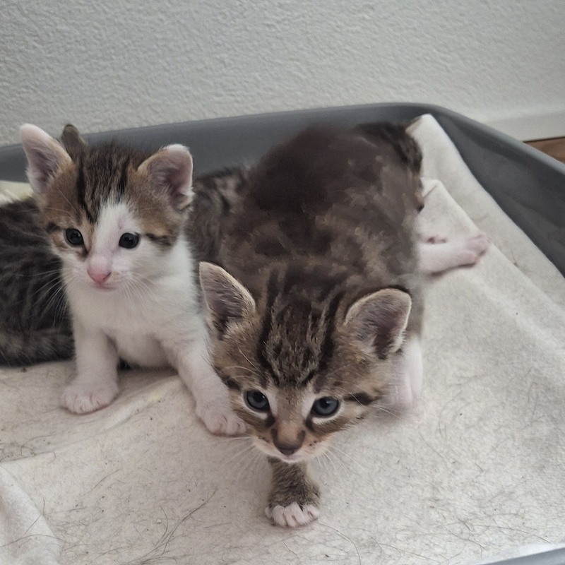 Hero, Hera, Minos und Maia ( befinden sich auf einer Pflegestelle) – Bild 6