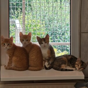 Alina, Alfi, Anastasia und Alfons