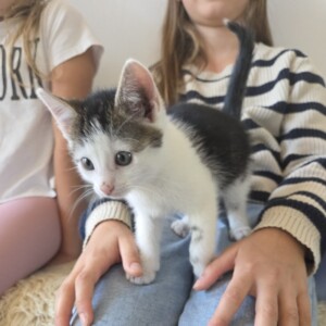 Katerchen (auf einer Pflegestelle)