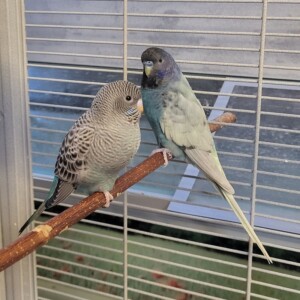 Flip und Floppy