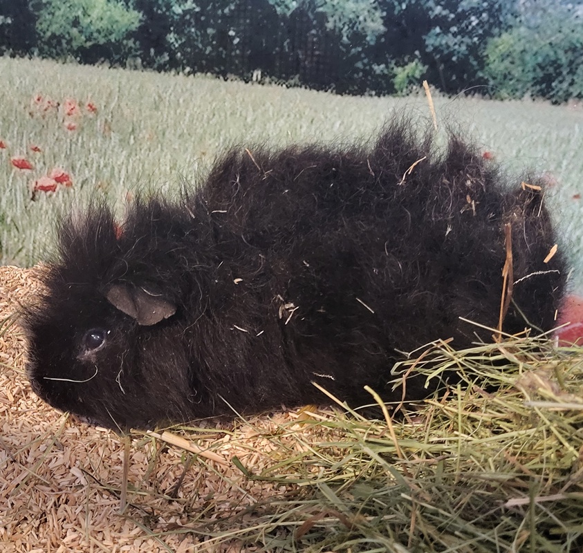 Bonnie – Bild 2