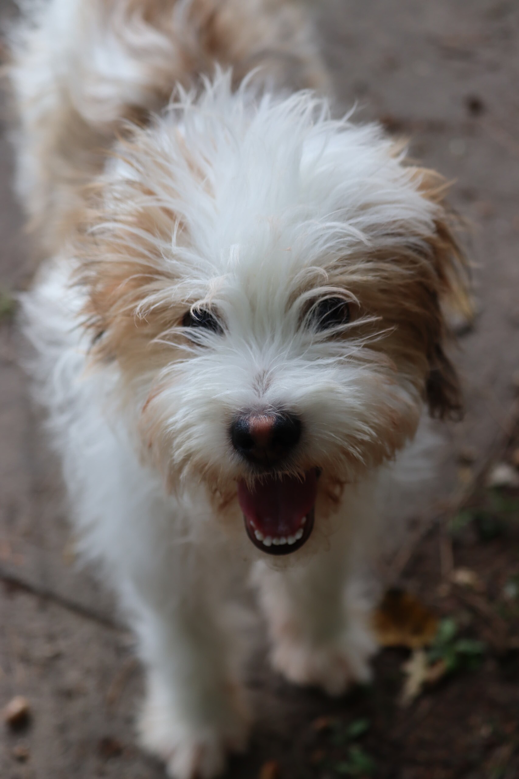Fritzi