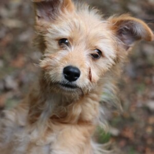 Pippi