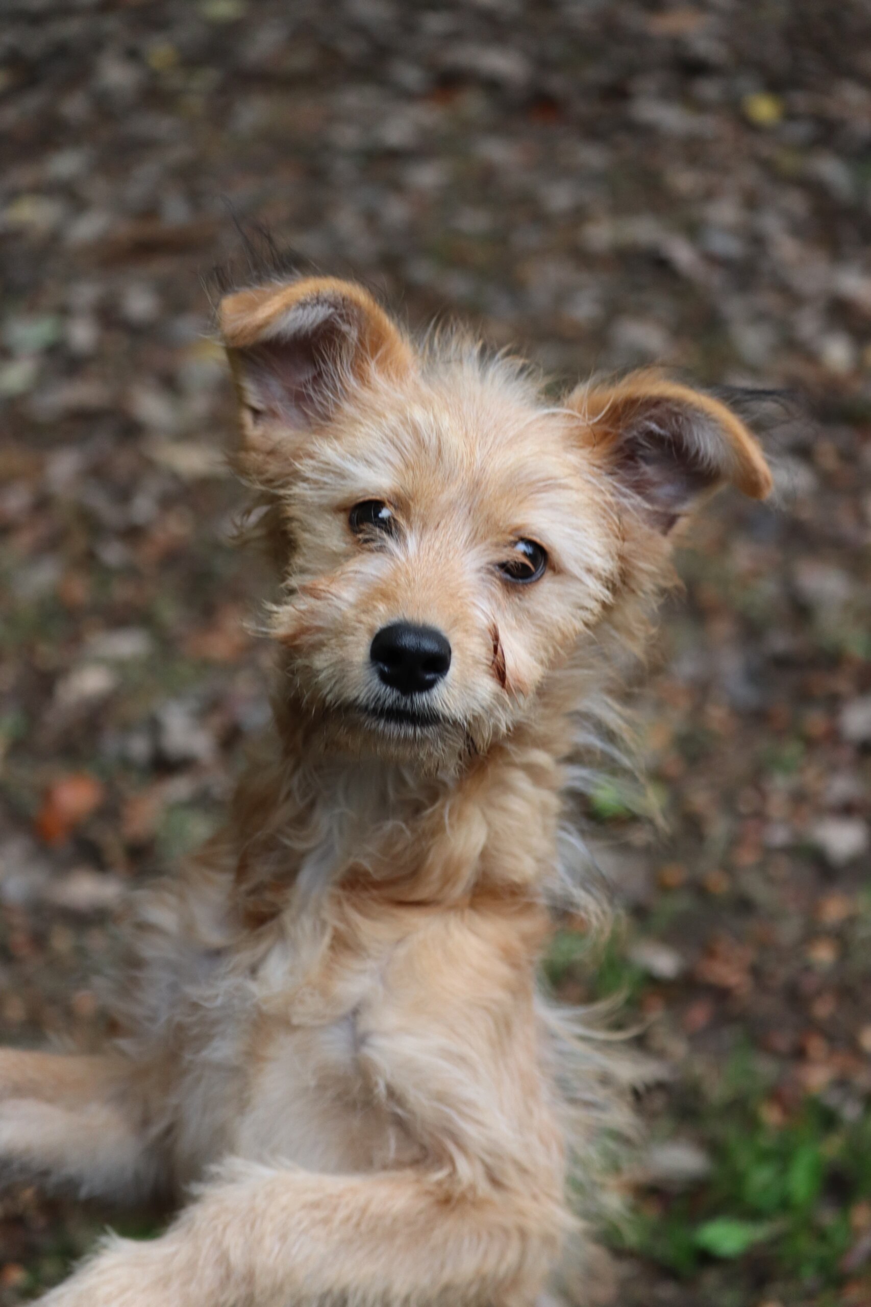 Pippi – Bild 4